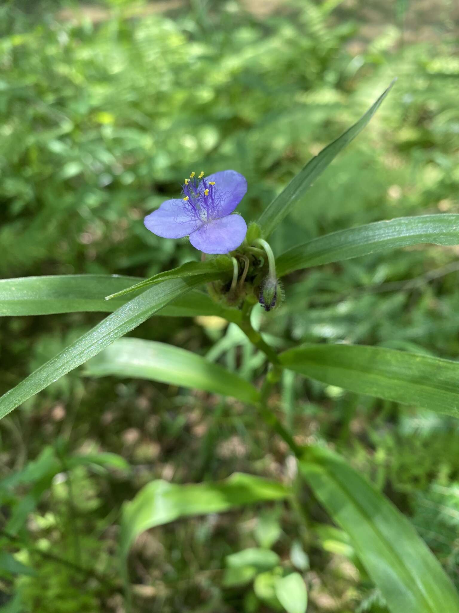 Image of zigzag spiderwort