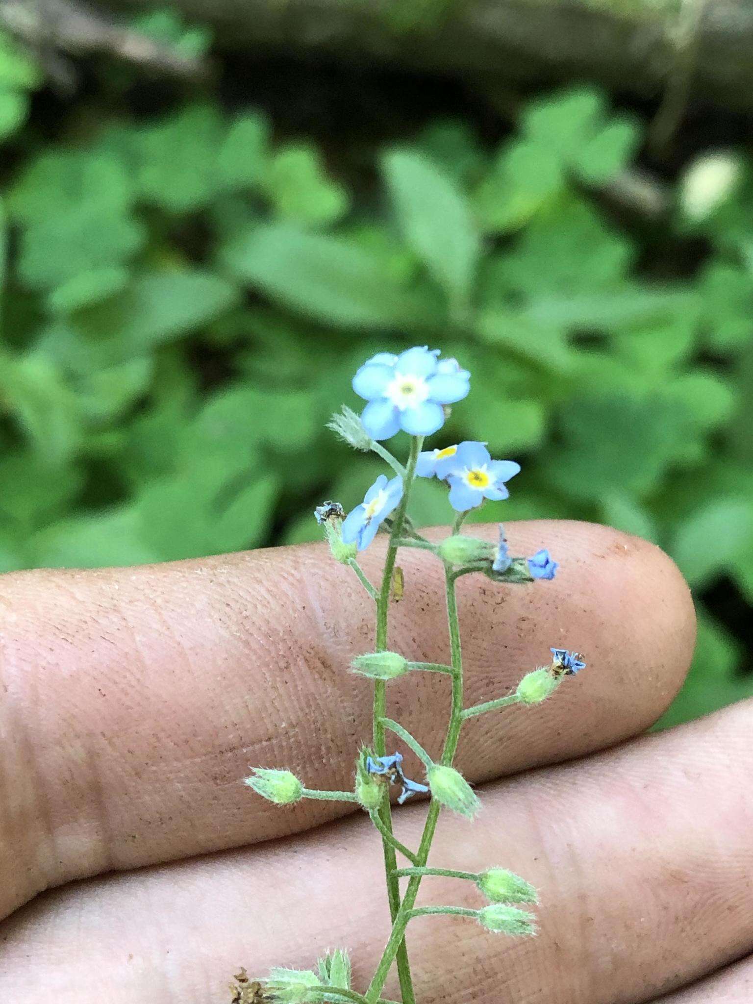 Imagem de Myosotis krylovii Sergievskaya