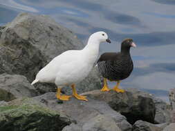 Image of Kelp Goose