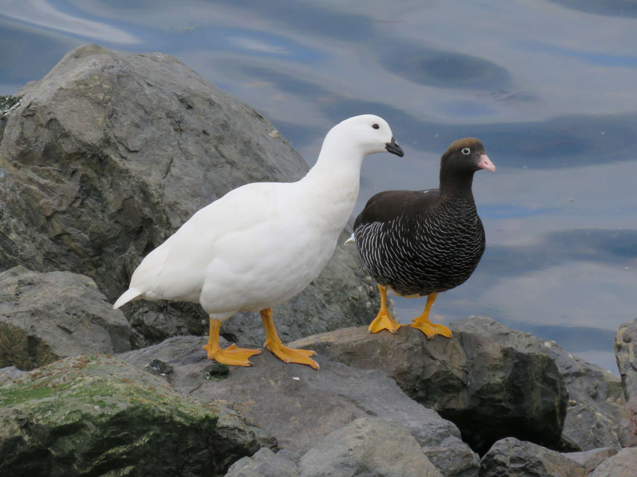 Image of Kelp Goose