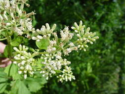 Image of great Indian plantain