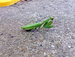 Image of Hierodula patellifera patellifera