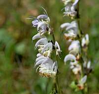 Salvia argentea L.的圖片