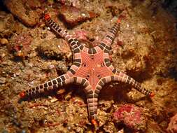 Image of Double Sea Star