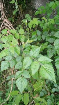 Plancia ëd Rubus parviaraliifolius Hayata