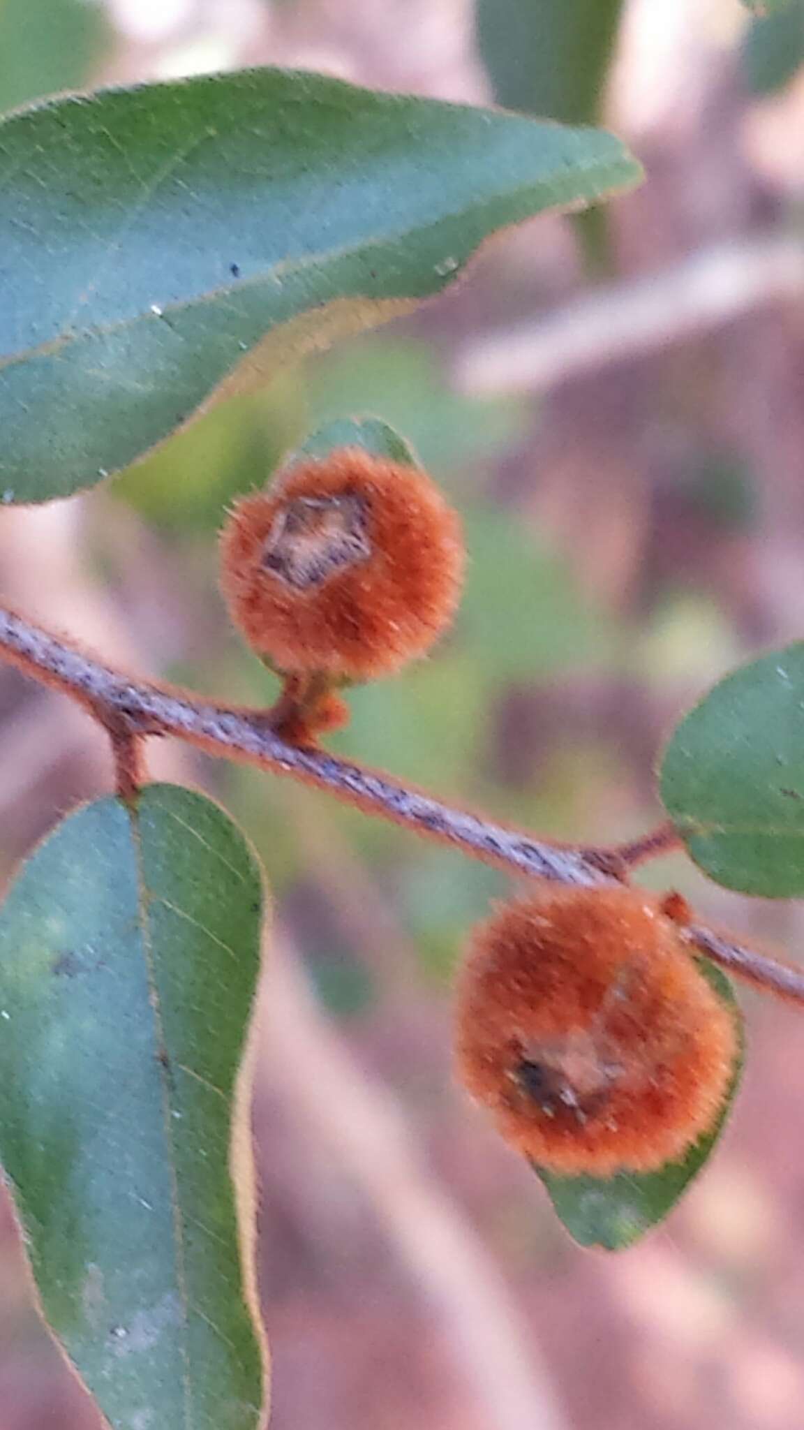 Image of Colubrina alluaudii (H. Perrier) Capuron