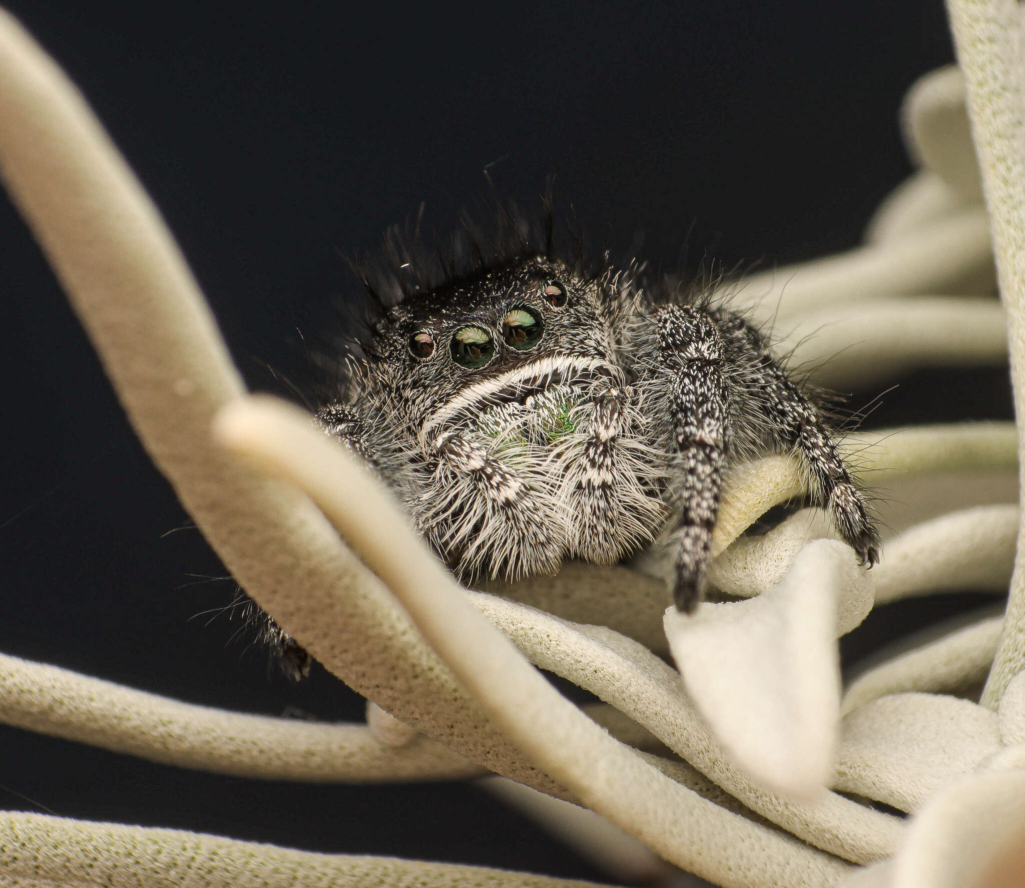 صورة Phidippus ardens Peckham & Peckham 1901