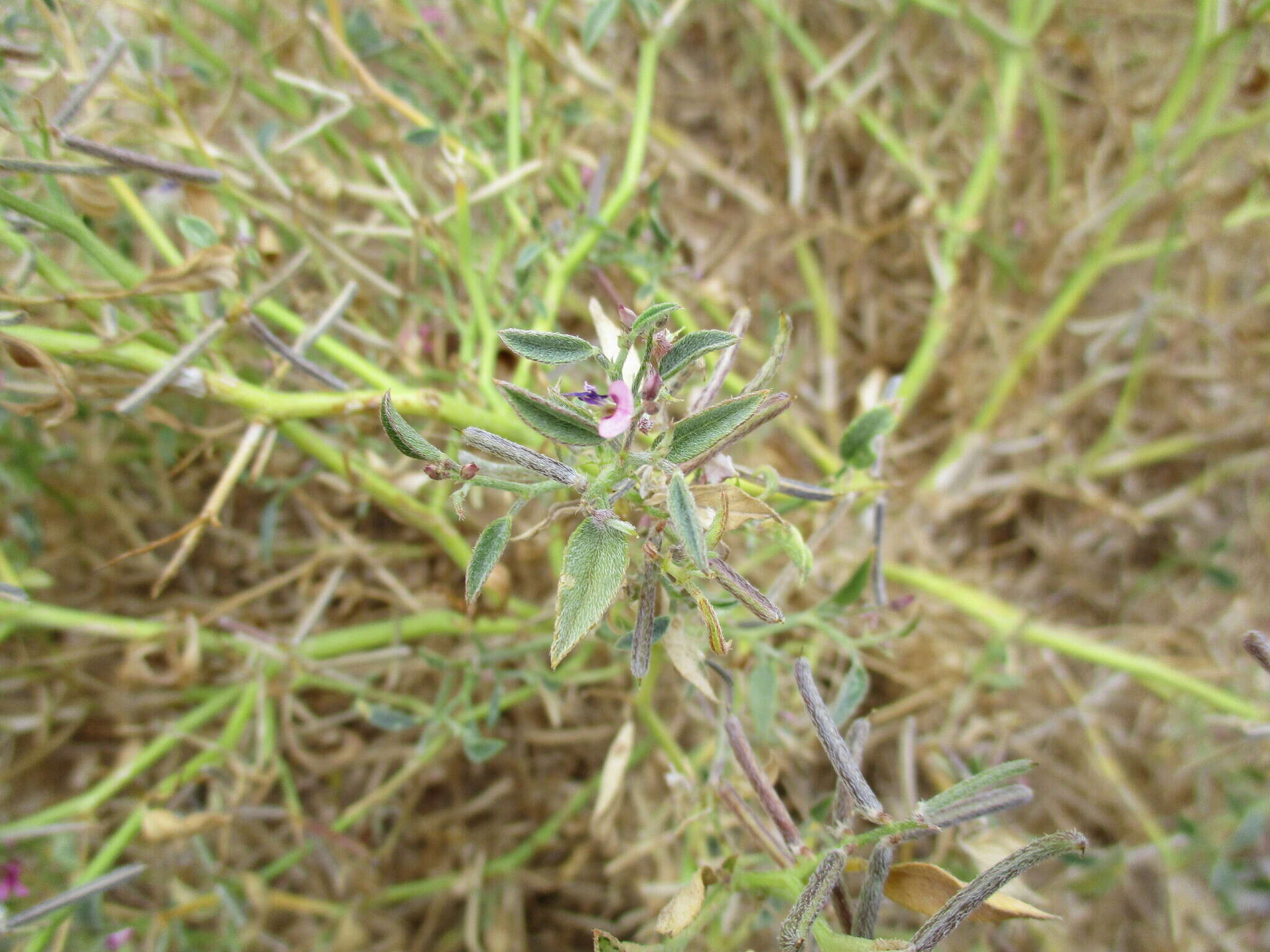 Image of Tephrosia monophylla Schinz