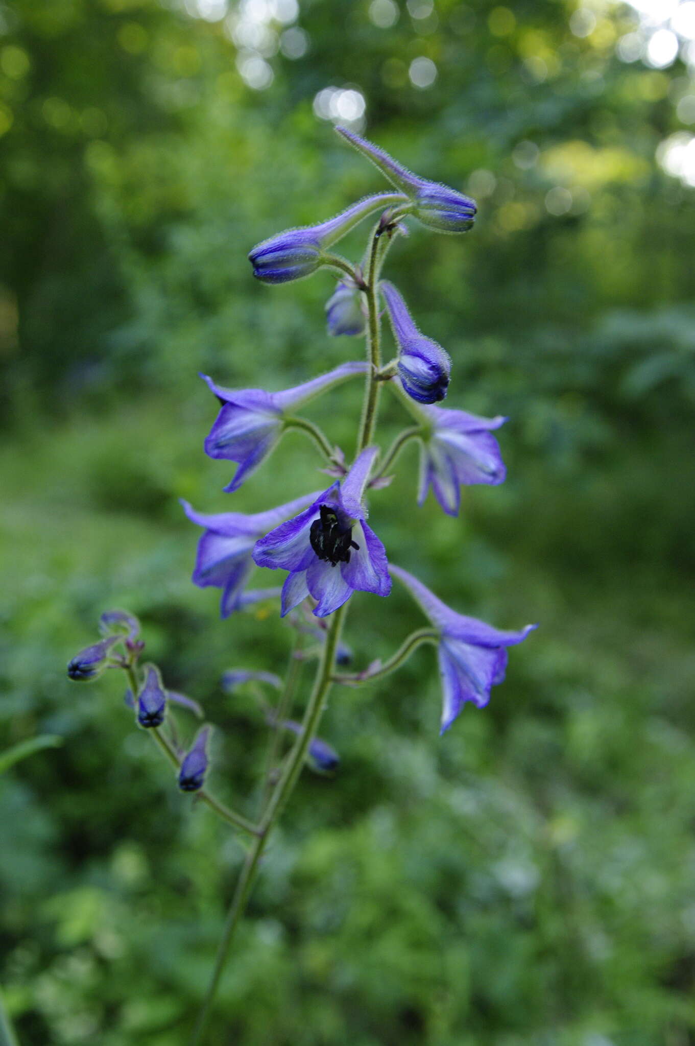 Delphinium maackianum Regel的圖片