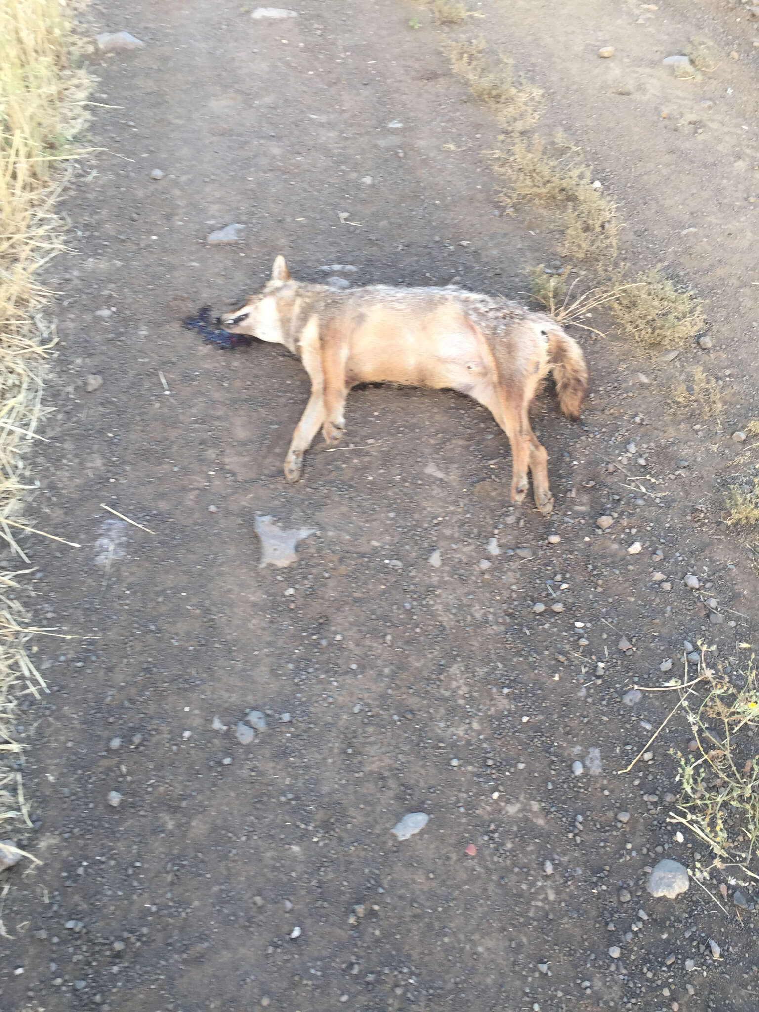 Image of golden jackal