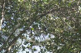 Image of White-bellied Treepie