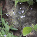 Image of Aneilema siliculosum R. Br.