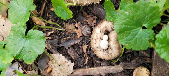 Image of Psathyrella epimyces (Peck) A. H. Sm. 1972