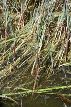 Image of Spiked False Manna Grass