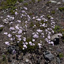 Leucheria glacialis (Poepp.) Reiche resmi