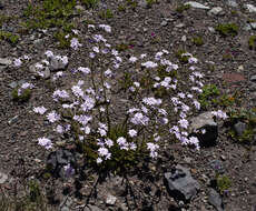 صورة Leucheria glacialis (Poepp.) Reiche