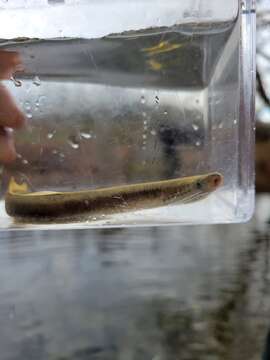 Image of Least Brook Lamprey