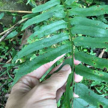 Imagem de Polystichum integripinnum Hayata