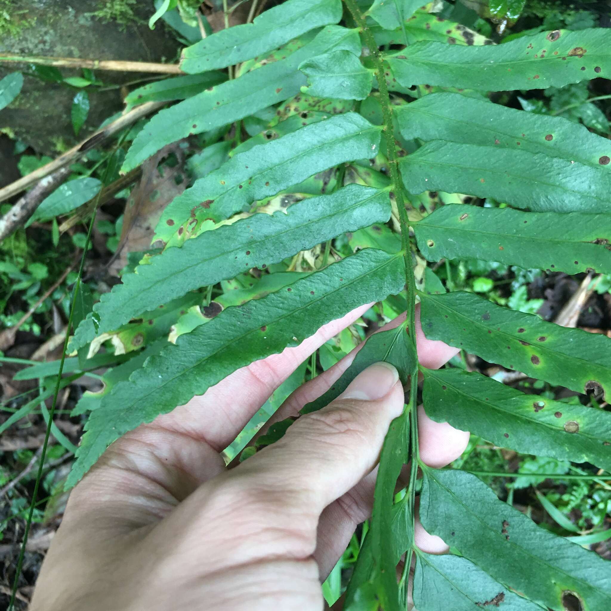 Image of Polystichum integripinnum Hayata