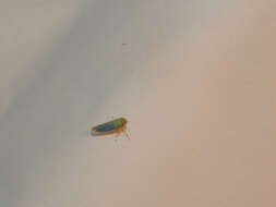 صورة Cicadella viridis (Linnaeus 1758)