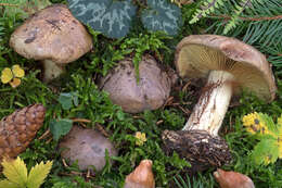 Image of Cortinarius cupreorufus Brandrud 1994