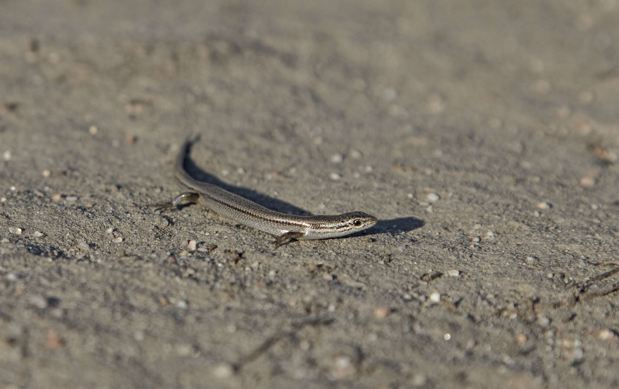 Image of Common Dwarf Skink