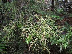 Image of Silver Pine