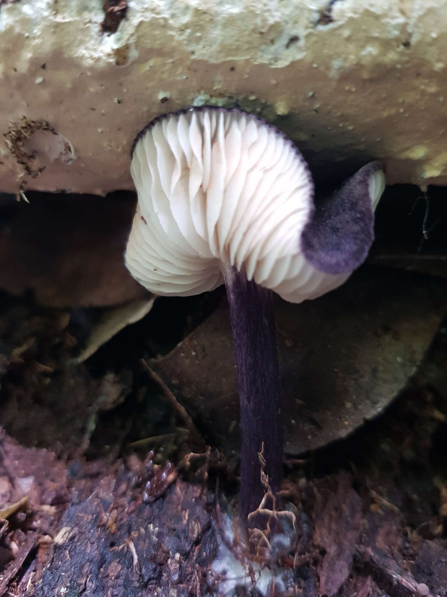 Image of Entoloma panniculus (Berk.) Sacc. 1887