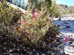 Image of Erica glutinosa var. glutinosa