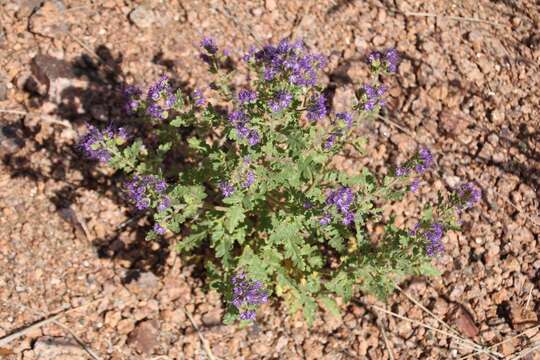 Phacelia bakeri (Brand) J. F. Macbr.的圖片