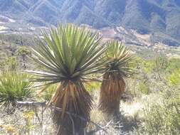 Sivun Yucca carnerosana (Trel.) McKelvey kuva