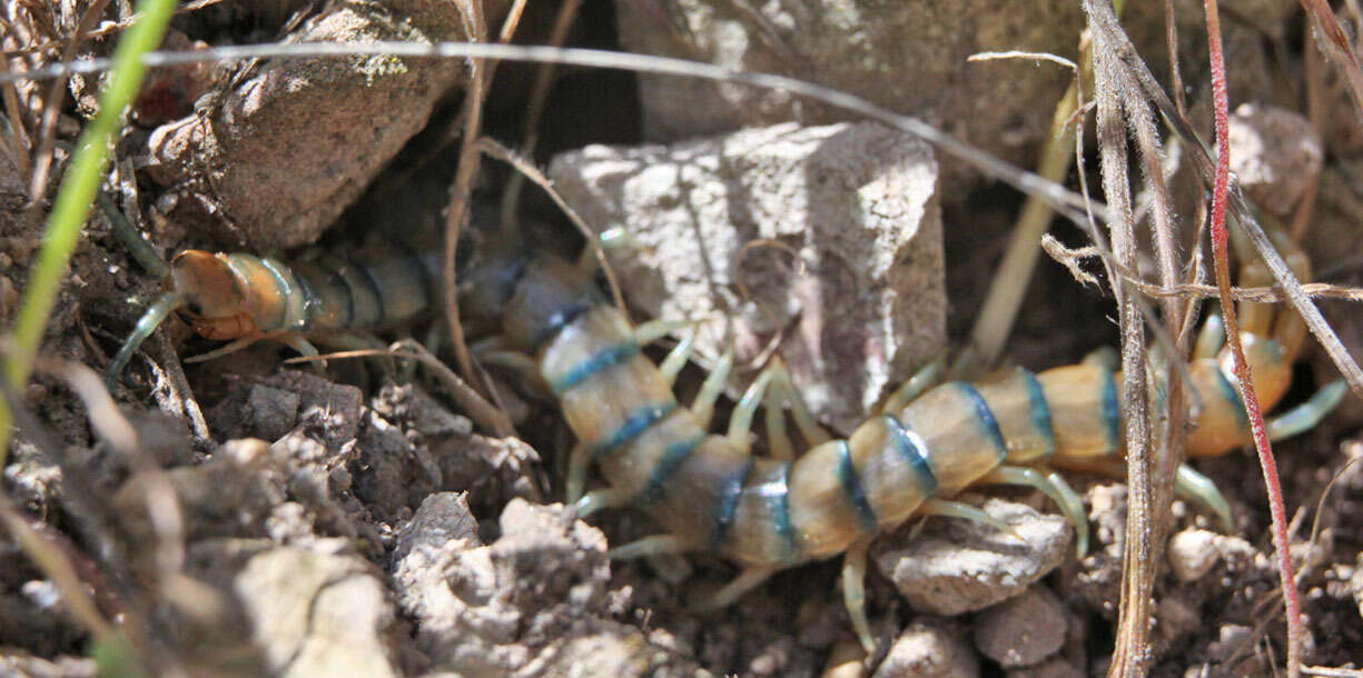 Image of Common Desert Centipede
