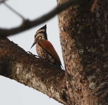 Image of Himalayan Flameback