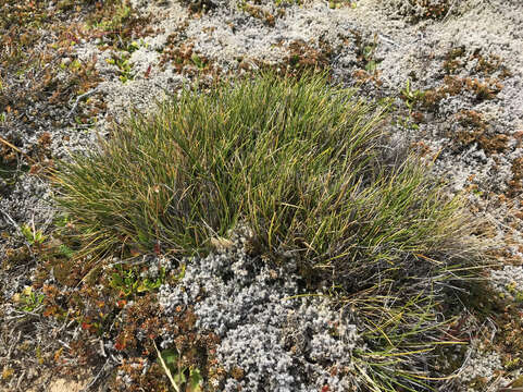 Image of Chionochloa australis (Buchanan) Zotov