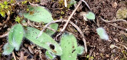 Image of Ornithogalum hispidum Hornem.