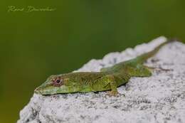 Image of Porcupine Anole