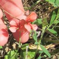 Imagem de Indigofera miniata Ortega