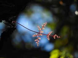 Image of black rabbitsfoot fern