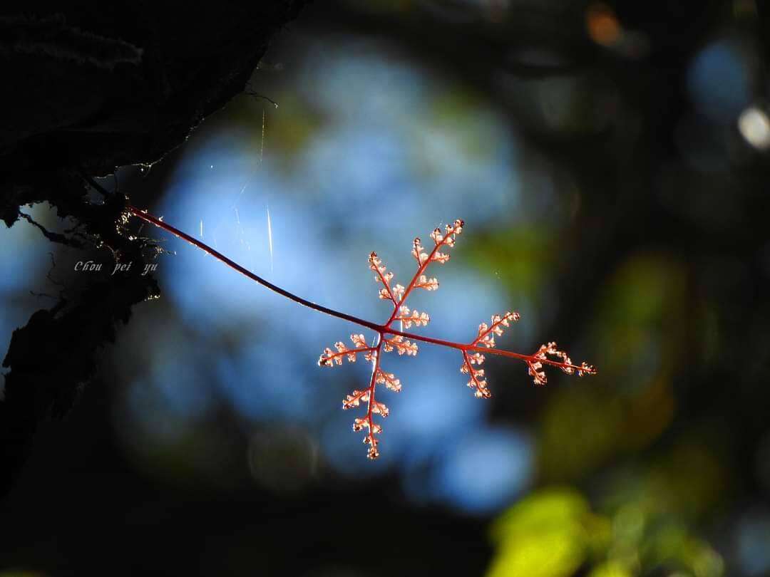 Image of black rabbitsfoot fern