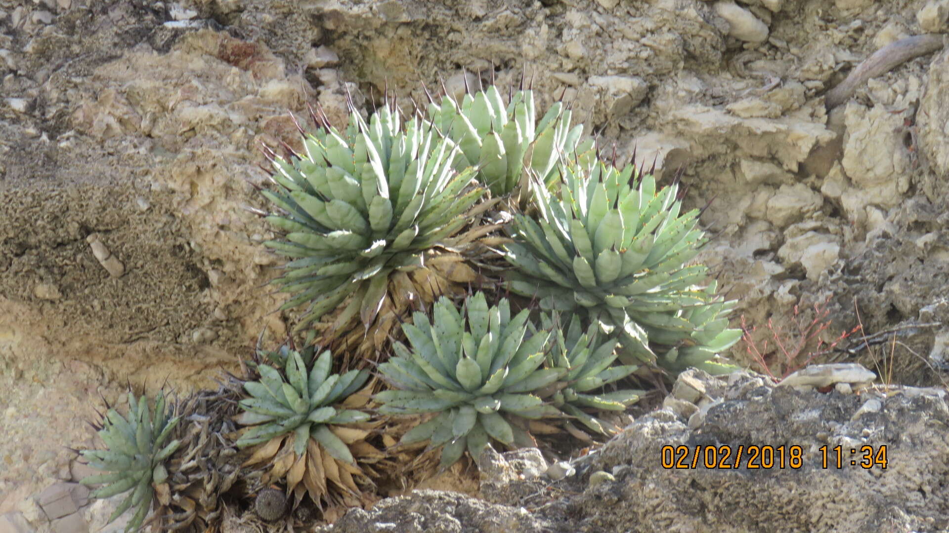 Agave macroacantha Zucc. resmi