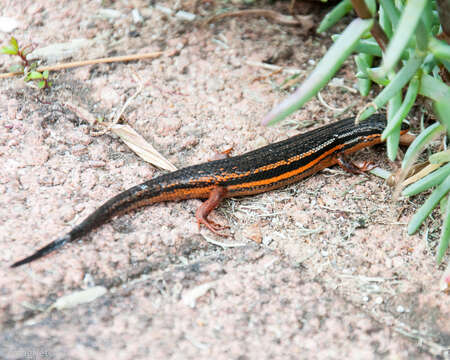 Image of Trachylepis homalocephala (Wiegmann 1828)