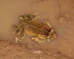 Image of Rhinella henseli (Lutz 1934)