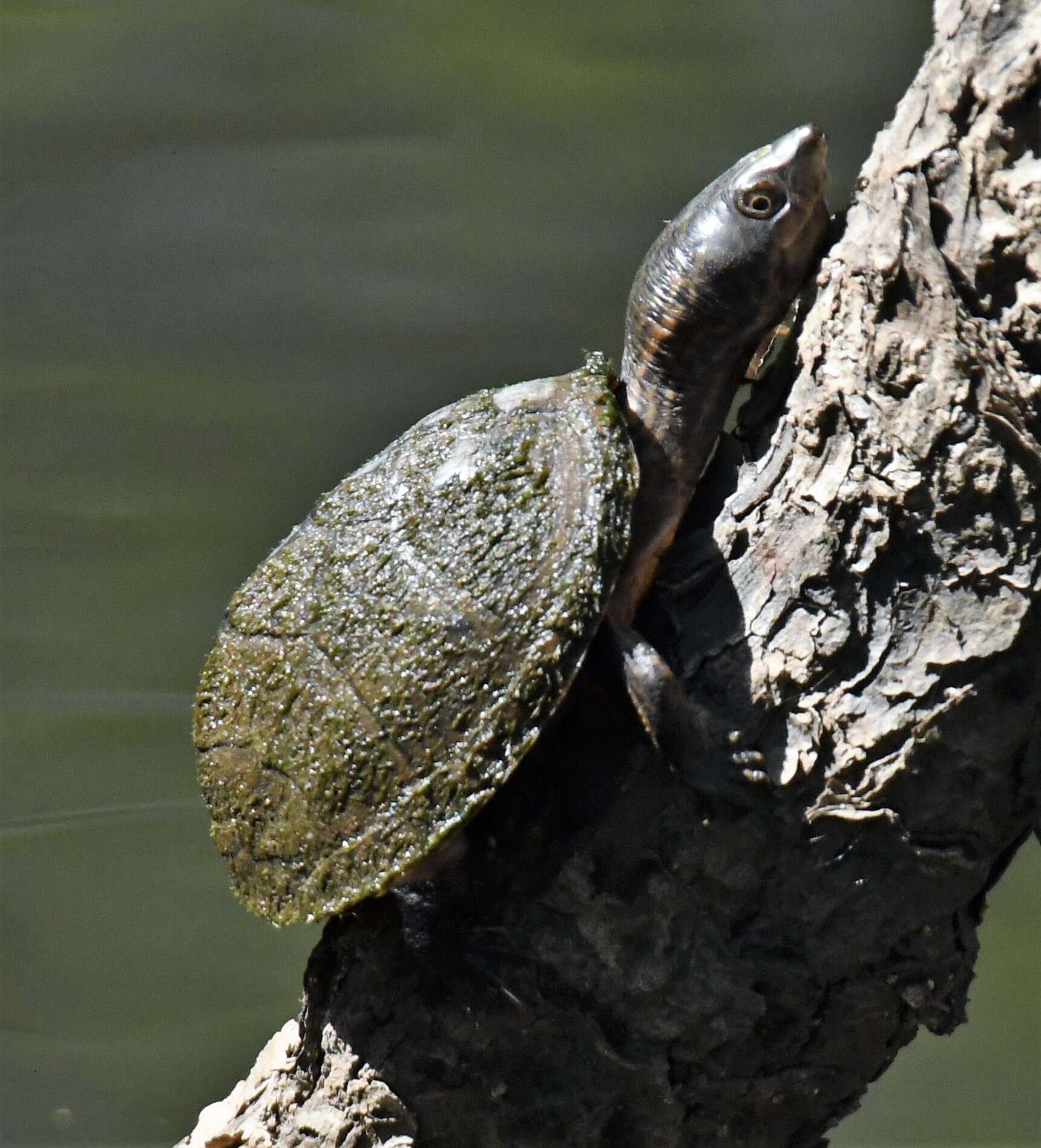 Image of Sternotherus intermedius (Scott, Glenn & Rissler 2017)