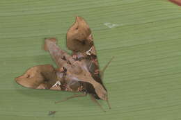 Image of Callionima falcifera (Gehlen 1943)