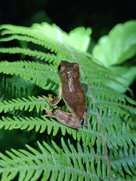 Image of Rhacophorus subansiriensis Mathew & Sen 2009