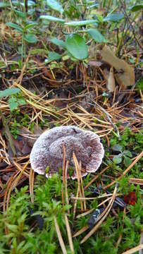 Image of Mealy tooth