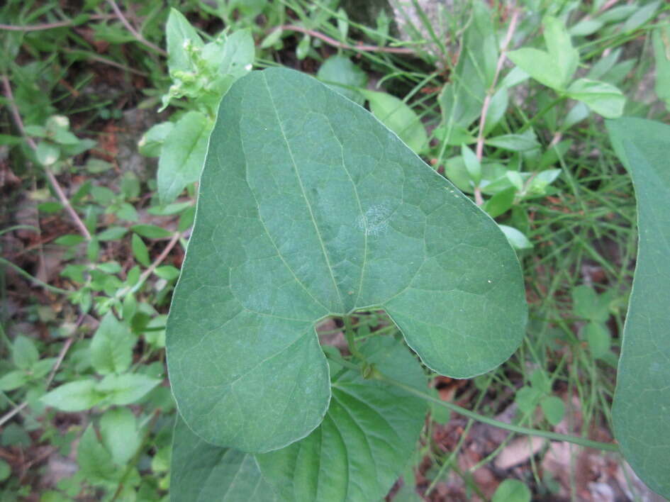 Image de Aristolochia contorta Bunge