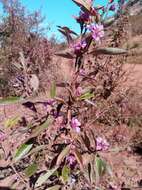 Koehneria madagascariensis (Baker) S. A. Graham, H. Tobe & P. Baas的圖片