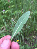 Image of Pilosella caespitosa (Dumort.) P. D. Sell & C. West