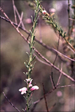 Image of Eremophila divaricata (F. Muell.) F. Muell.